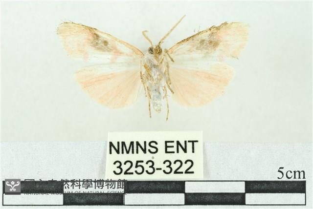 臺雪苔蛾藏品圖，第2張