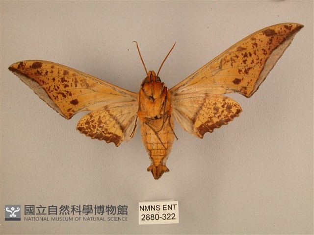 臺灣鷹翅天蛾藏品圖，第2張