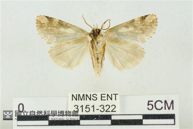 連珠波紋蛾藏品圖，第2張