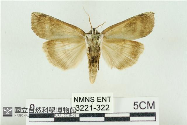 臺洒波紋蛾藏品圖，第2張