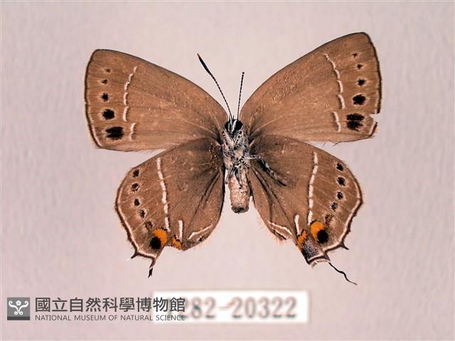 臺灣洒灰蝶藏品圖，第2張