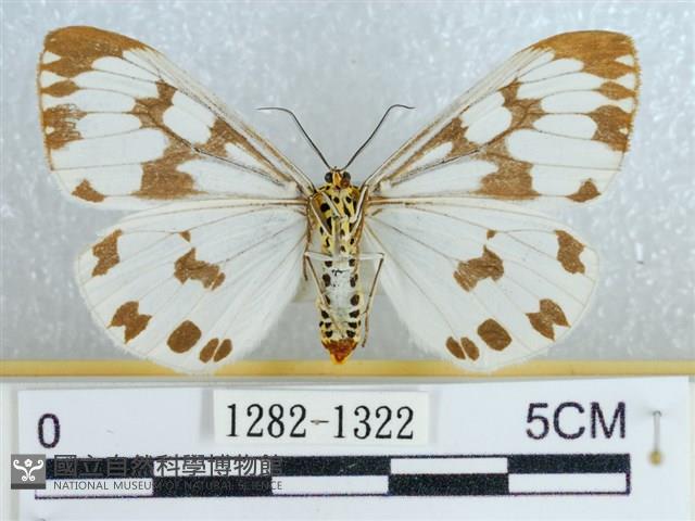 粉蝶燈蛾藏品圖，第2張