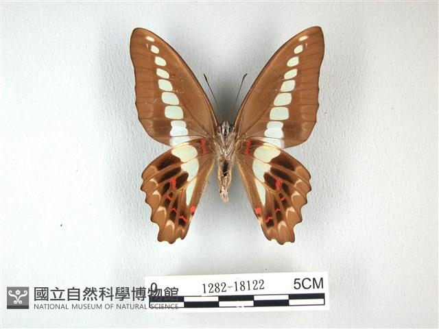 青帶鳳蝶藏品圖，第2張