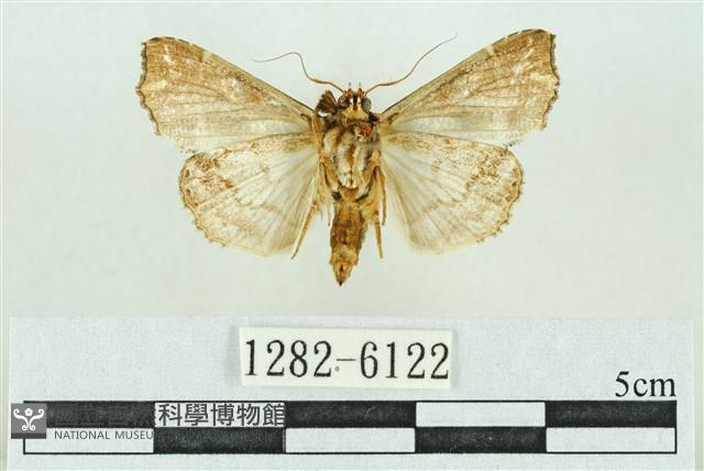 粉紅帶散紋夜蛾藏品圖，第2張