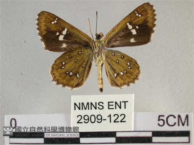 白斑弄蝶藏品圖，第2張