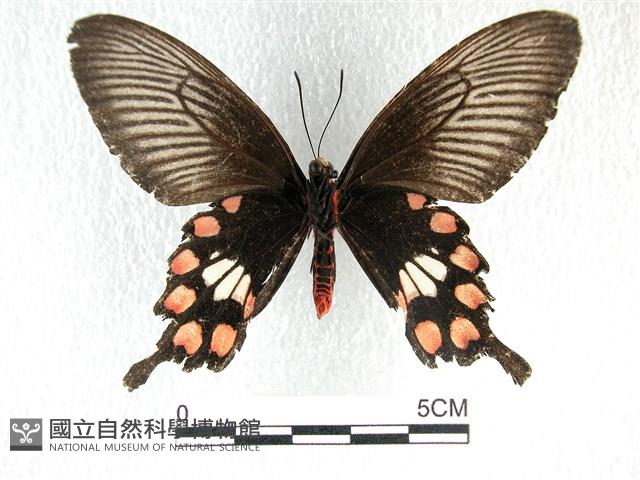 紅珠鳳蝶藏品圖，第2張