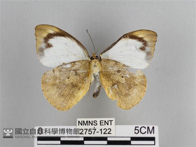 雲紋尖粉蝶藏品圖，第2張