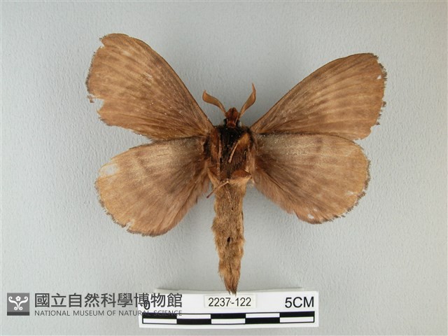 波紋枯葉蛾藏品圖，第2張