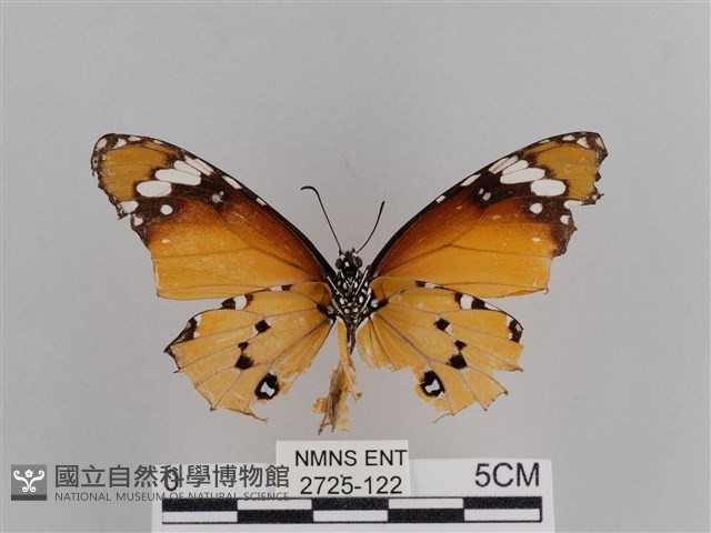 樺斑蝶藏品圖，第2張
