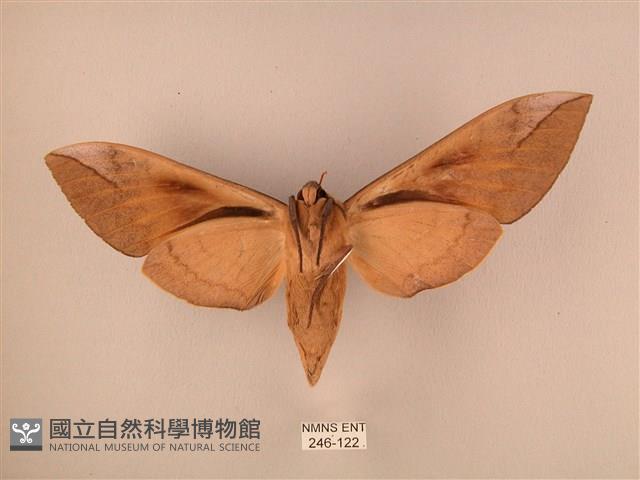 波紋豆天蛾藏品圖，第2張