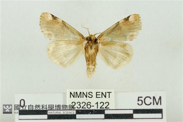 大斑波紋蛾藏品圖，第2張