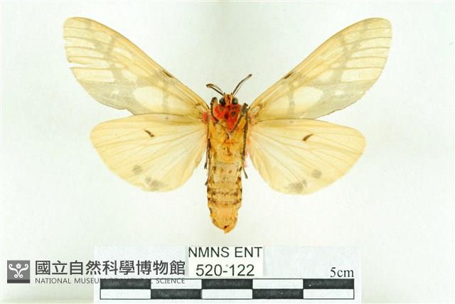 乳白斑燈蛾藏品圖，第2張