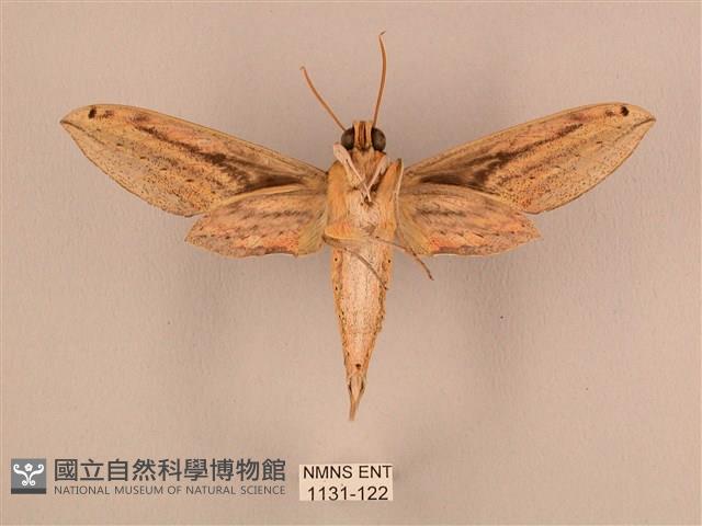 棕綠背線天蛾藏品圖，第2張