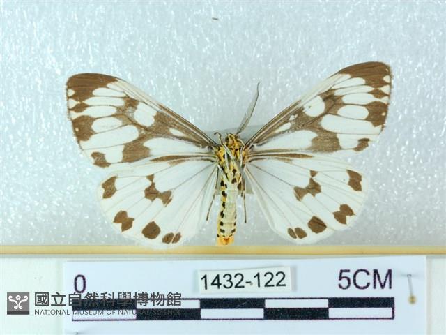 粉蝶燈蛾藏品圖，第2張