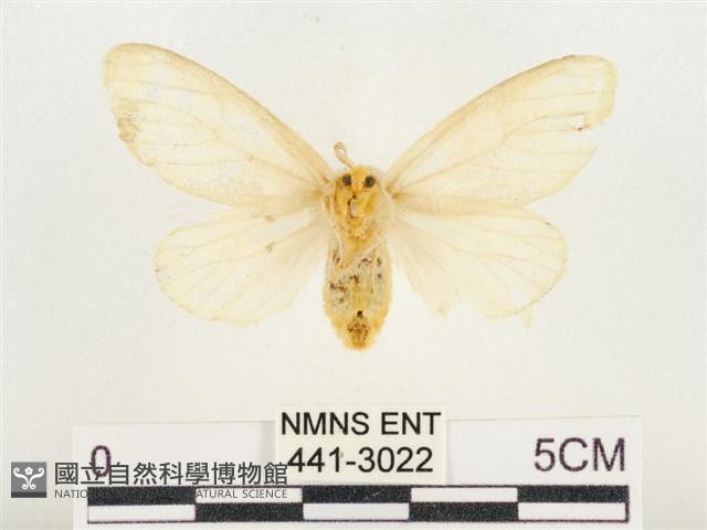 榕透翅毒蛾藏品圖，第2張