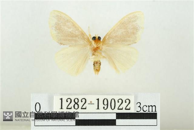 黑翅黃毒蛾藏品圖，第2張