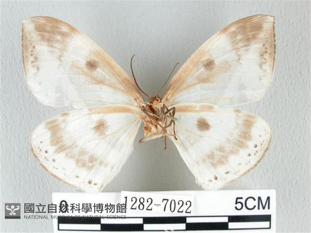 圓翅大鉤蛾藏品圖，第2張