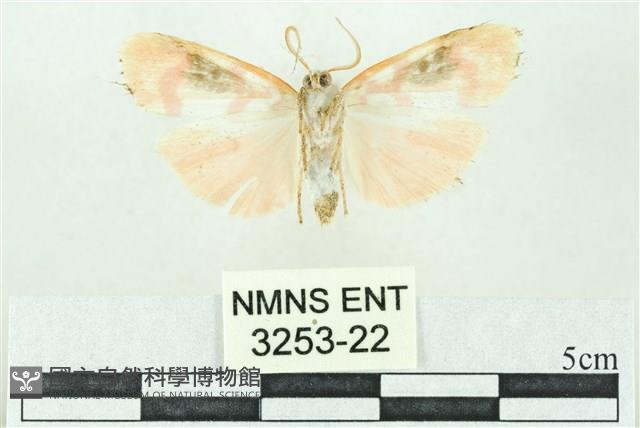 臺雪苔蛾藏品圖，第2張