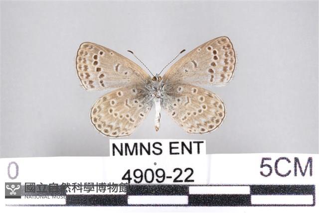 藍灰蝶沖繩亞種藏品圖，第2張