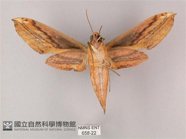 綠背斜紋天蛾藏品圖，第2張