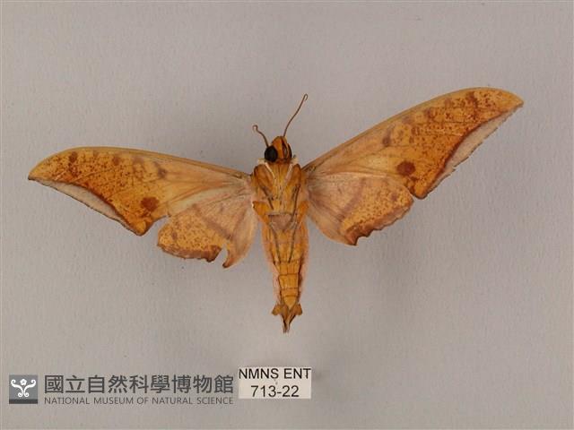 裂斑鷹翅天蛾藏品圖，第2張