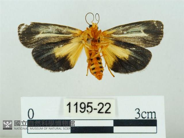 黃肩奇蛾藏品圖，第2張