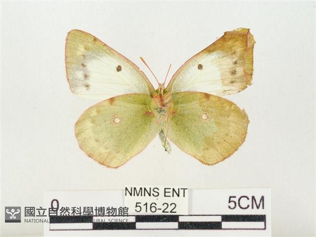 紋黃粉蝶藏品圖，第2張