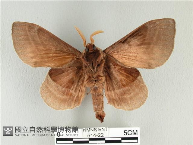 松大毛蟲藏品圖，第2張