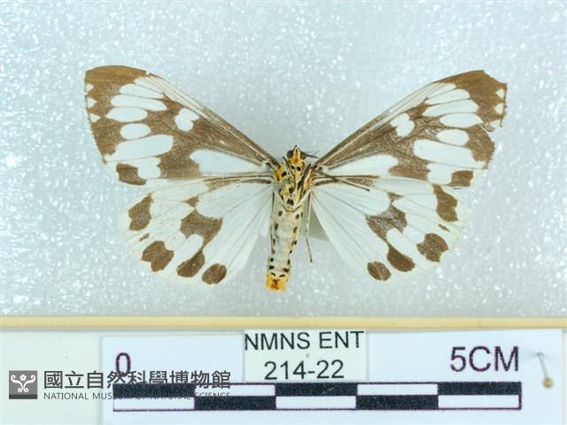 粉蝶燈蛾藏品圖，第2張
