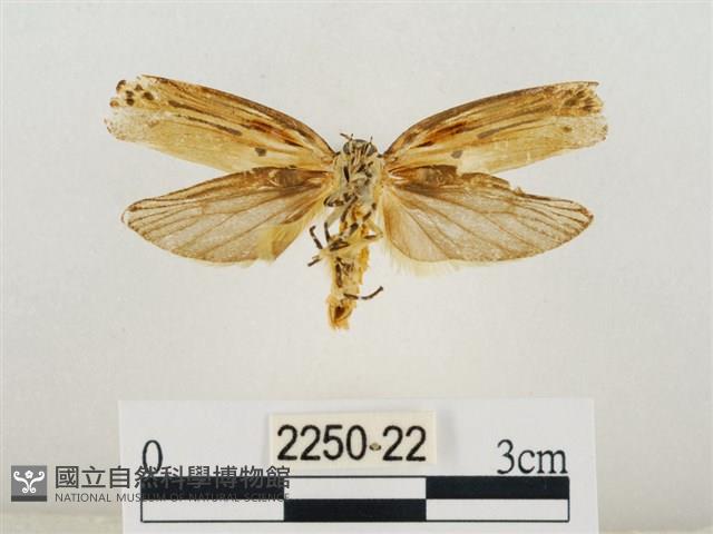 線紋篩蛾藏品圖，第2張