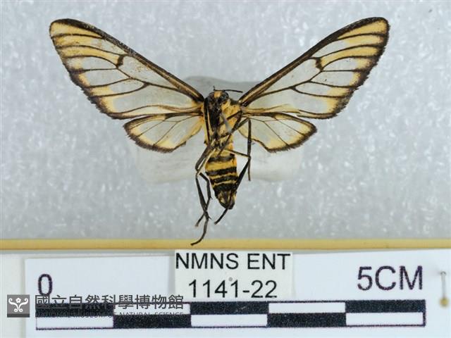 登錄號:001141-00022藏品圖，第2張