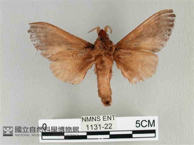 大褐斑枯葉蛾藏品圖，第2張