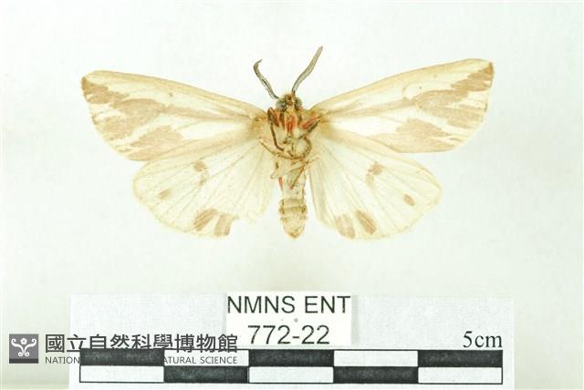 赭新污燈蛾藏品圖，第2張