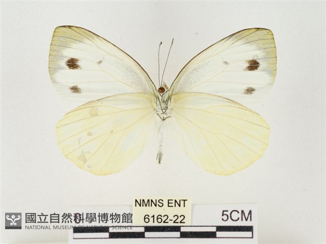 飛龍白粉蝶藏品圖，第2張