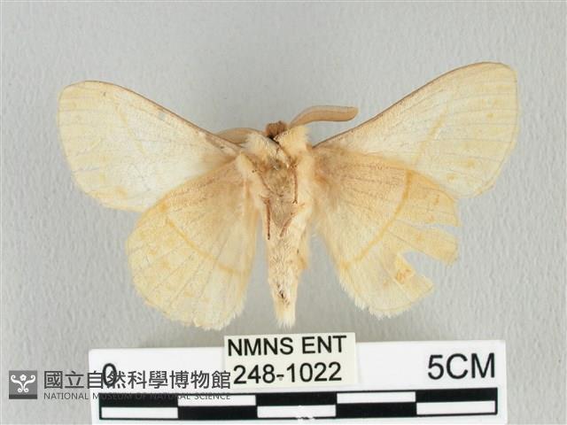 青枯葉蛾藏品圖，第2張