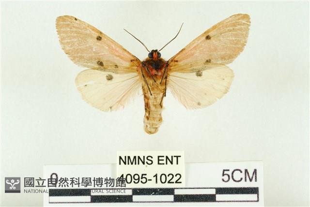 棍棒污燈蛾藏品圖，第2張