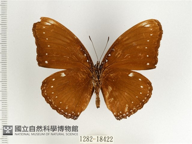 端紫幻蛺蝶藏品圖，第2張