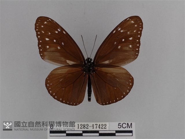 異紋紫斑蝶藏品圖，第2張