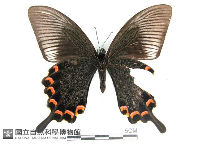 翠鳳蝶蘭嶼亞種藏品圖，第2張