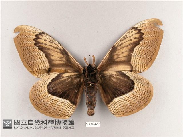 枯球籮紋蛾藏品圖，第2張