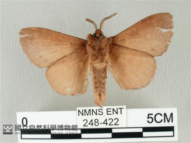 馬尾松枯葉蛾藏品圖，第2張