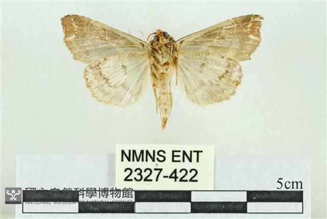 粉紅帶散紋夜蛾藏品圖，第2張