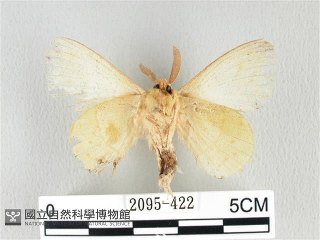 青枯葉蛾藏品圖，第2張