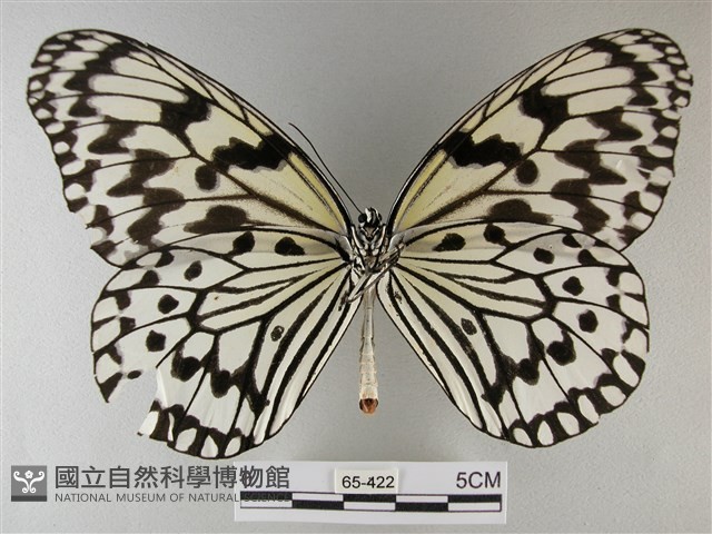 大白斑蝶藏品圖，第2張