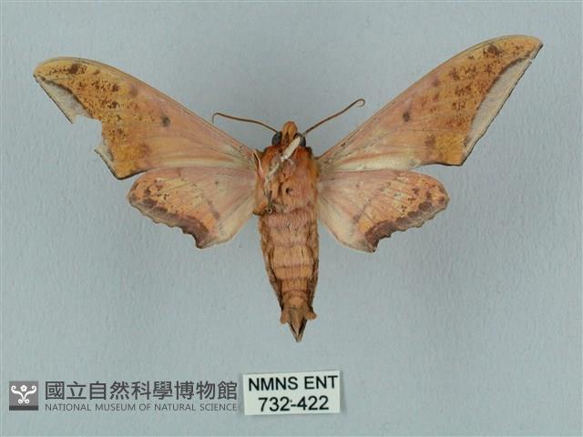 廣東鷹翅天蛾藏品圖，第2張