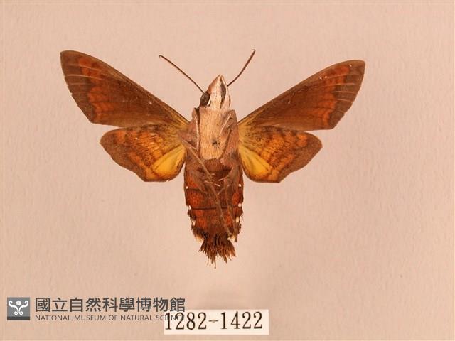 叉帶長喙天蛾藏品圖，第2張