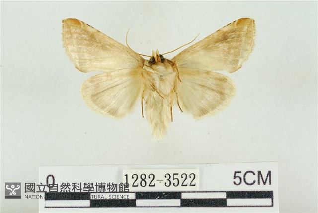 印華波紋蛾藏品圖，第2張