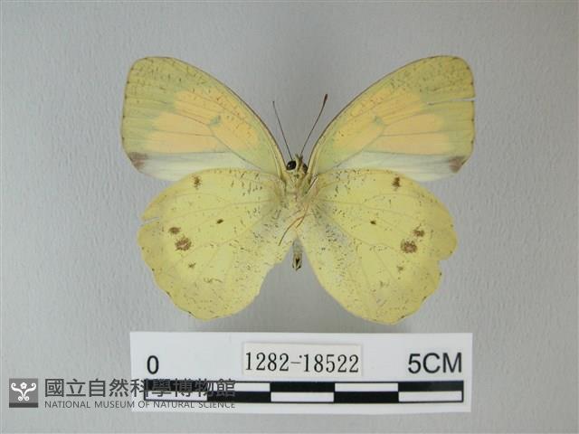 異粉蝶、雌白黃蝶藏品圖，第2張