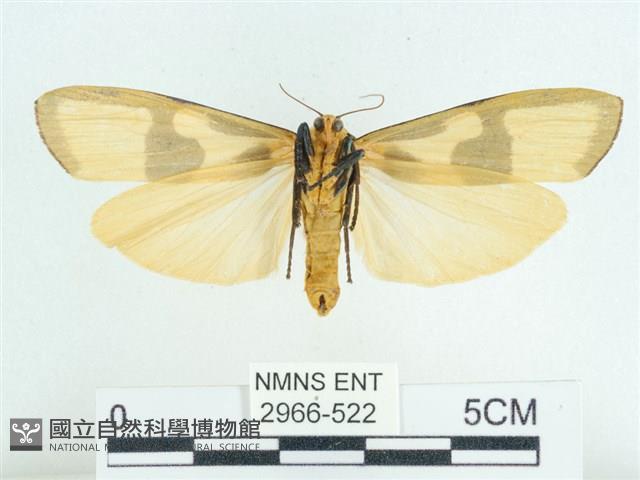 閃光苔蛾藏品圖，第2張