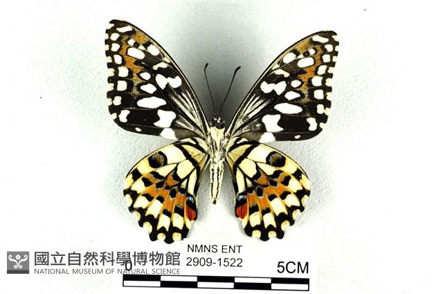 花鳳蝶、無尾鳳蝶藏品圖，第2張